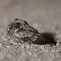 Common Poorwill